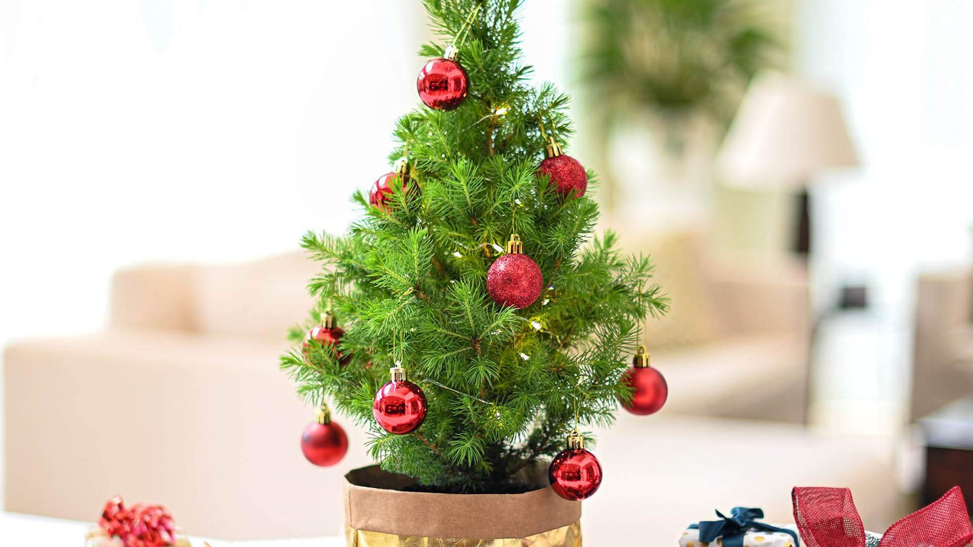 5 Ways To Get Live Christmas Trees Delivered