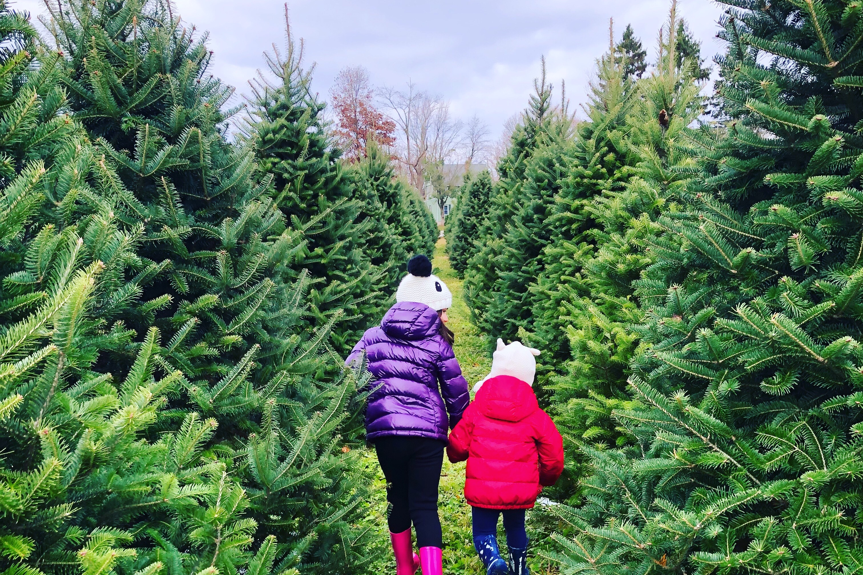 Christmas Tree Farms In Albany, Oregon: Cut Your Own