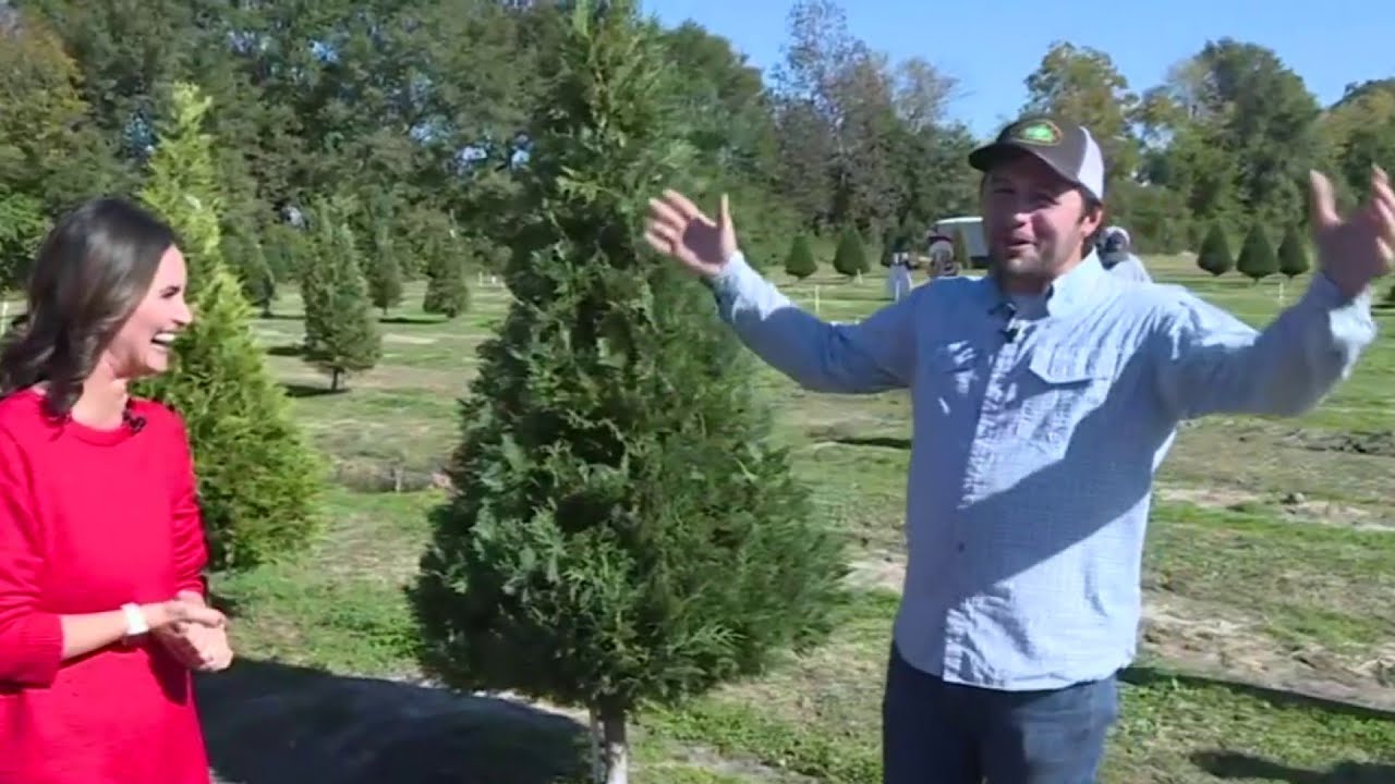 Froberg Christmas Tree Farm: Cut-Your-Own Holiday Tradition