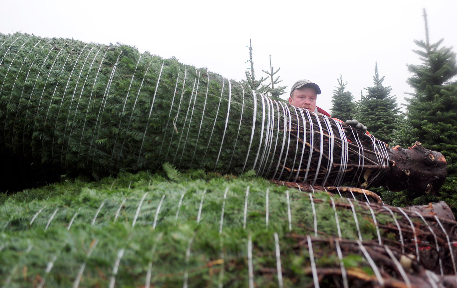 Ziegler Christmas Tree Farm: Fresh Cut Trees And Family Fun